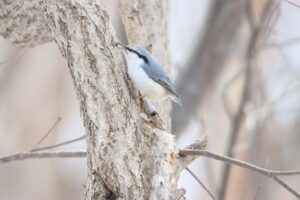 ゴジュウカラ2023年3月17日2亜種シロハラゴジュウカラ