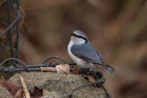 ゴジュウカラ2023年3月31亜種シロハラゴジュウカラ