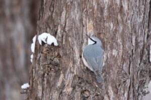ゴジュウカラ2023年3月3日