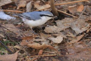 シロハラゴジュウカラ2023年3月24日