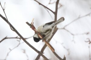 シジュウカラ2023年3月3日
