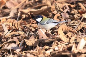 シジュウカラ2023年3月10日