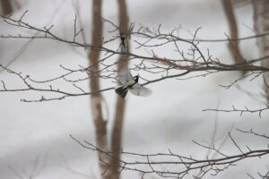 シジュウカラ2023年3月17日