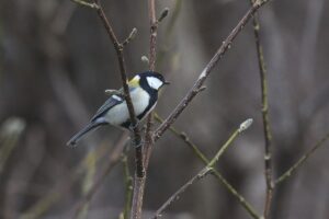 シジュウカラ2023年3月31日キタコブシの枝にとまる