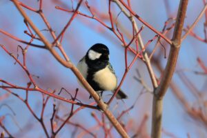 シジュウカラ雄2023年３月24日ヤマモミジの枝に