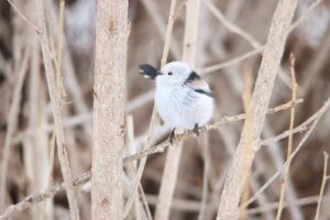 シマエナガ2023年3月17日3