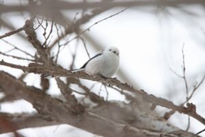 シマエナガ2023年3月17日2