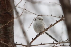 シマエナガ2023年3月17日1