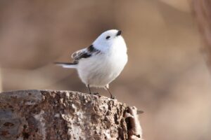 シマエナガ2023年3月24日1