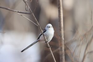 シマエナガ2023年3月24日2