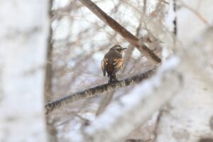 ツグミ2023年3月3日