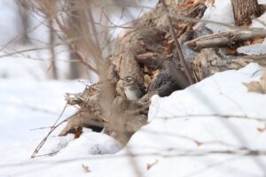 ツグミ2023年3月17日