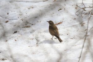 ツグミ2023年3月31日