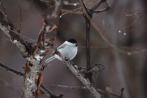 ハシブトガラ2023年3月17日
