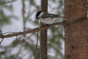 ハシブトガラ2023年3月3日