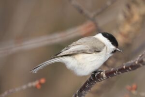 ハシブトガラ2023年3月10日