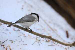 ハシブトガラ2023年3月24日