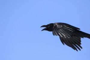 ハシブトガラス2023年3月10日