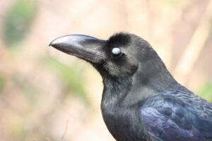 ハシブトガラス2023年3月31日