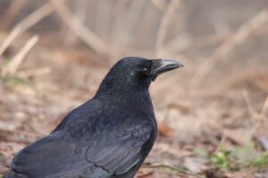 ハシボソガラス2023年3月31日