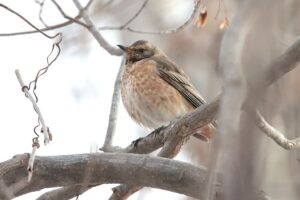 ハチジョウツグミ2023年3月24日