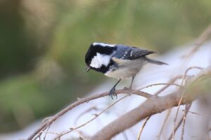 ヒガラ2023年3月24日