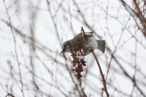 ヒヨドリ2023年3月3日