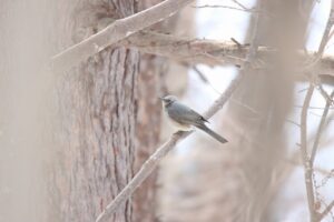 ヒヨドリ2023年3月17日