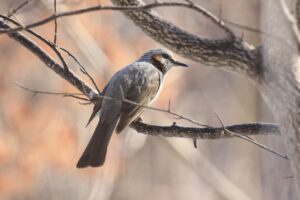 ヒヨドリ2023年3月24日
