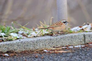 ホオジロ雄2023年3月31日到来情報