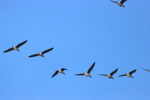 マガン2023年3月24日編隊飛行