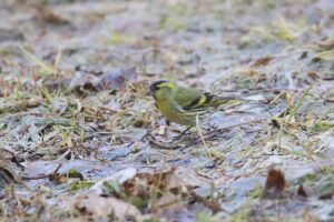 マヒワ雄2023年３月24日