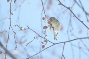 マヒワ雌2023年3月3日