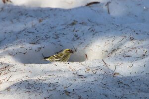 マヒワ雌2023年3月24日