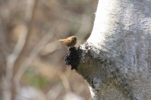 ミソサザイ2023年3月31日