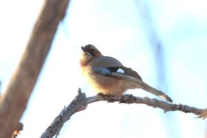 ミヤマカケス2023年3月24日