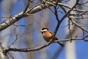ヤマガラ2023年3月24日