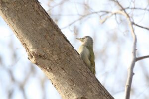 ヤマゲラ雌2023年3月24日