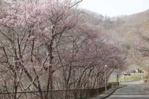 旭山記念公園の桜2023年4月21日14旧桜並木