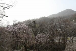 旭山記念公園の桜2023年4月21日15藻岩山と桜