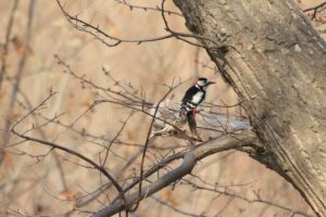 アカゲラ雄2023年4月7日
