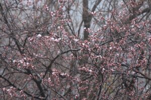 旭山記念公園の桜7旧桜並木4月16日