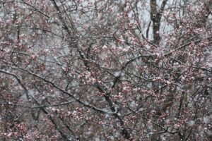 旭山記念公園の桜2023年4月17日8旧桜並木4月17日朝