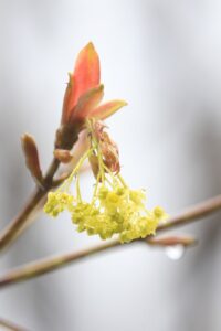 旭山記念公園の桜2023年4月17日イタヤカエデの花開花