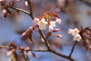 旭山記念公園の桜2023年4月18日7新桜並木の1本開花