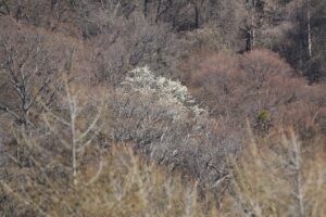 旭山記念公園の桜2023年4月18日5円山キタコブシ