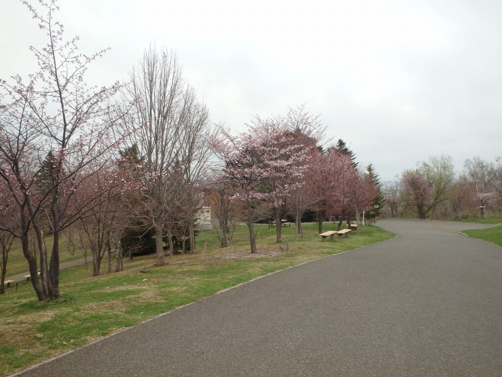 2023年4月20日サクラ開花状況 (1)