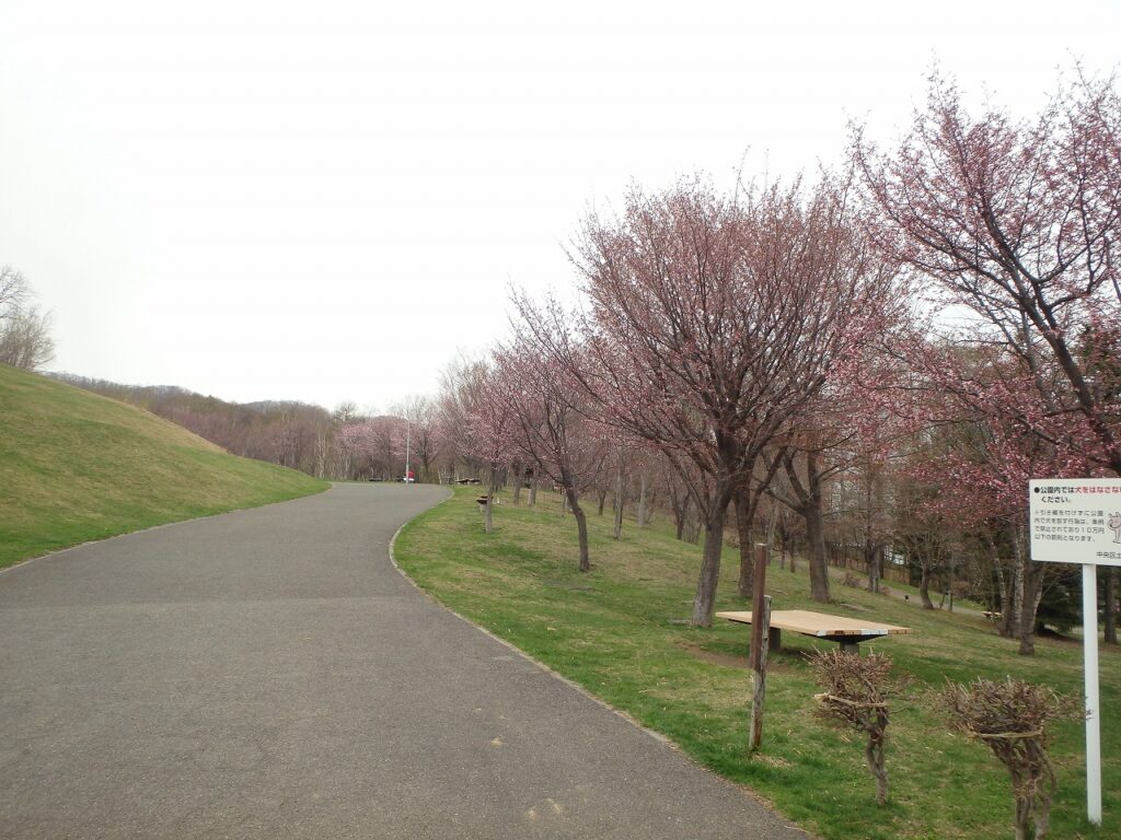 2023年4月20日サクラ開花状況 (2)