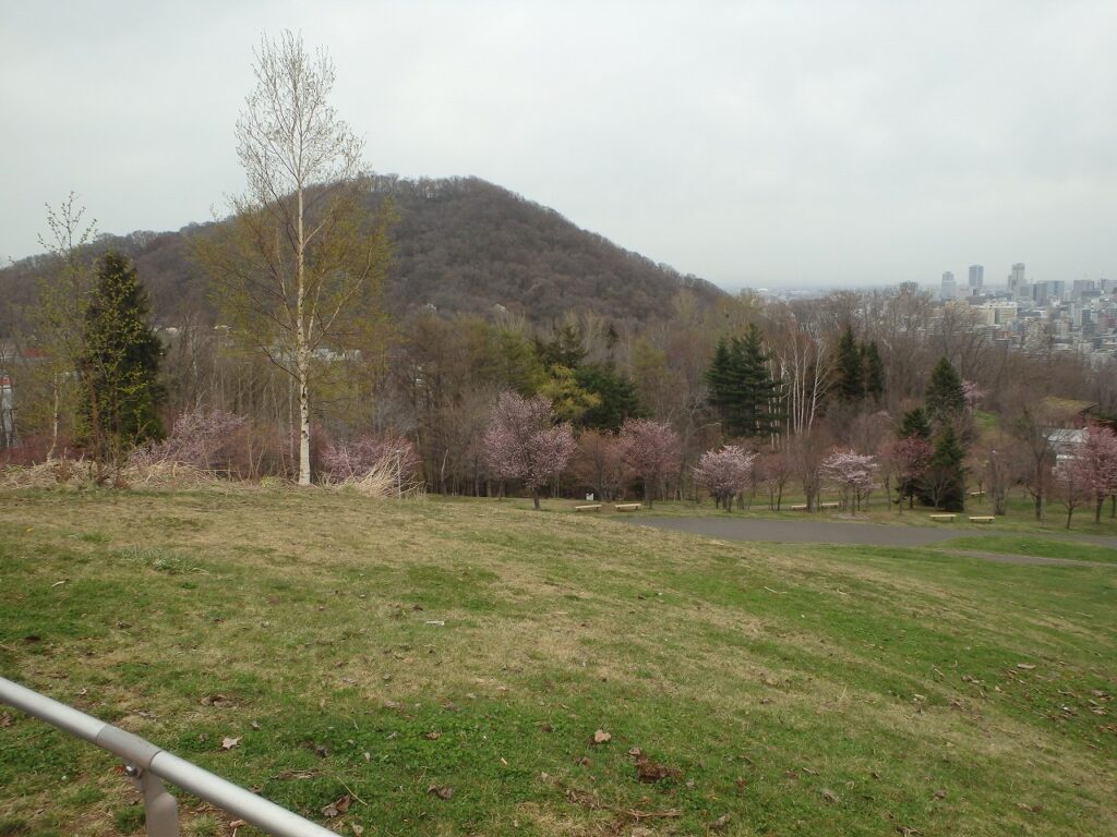 2023年4月20日サクラ開花状況 (3)