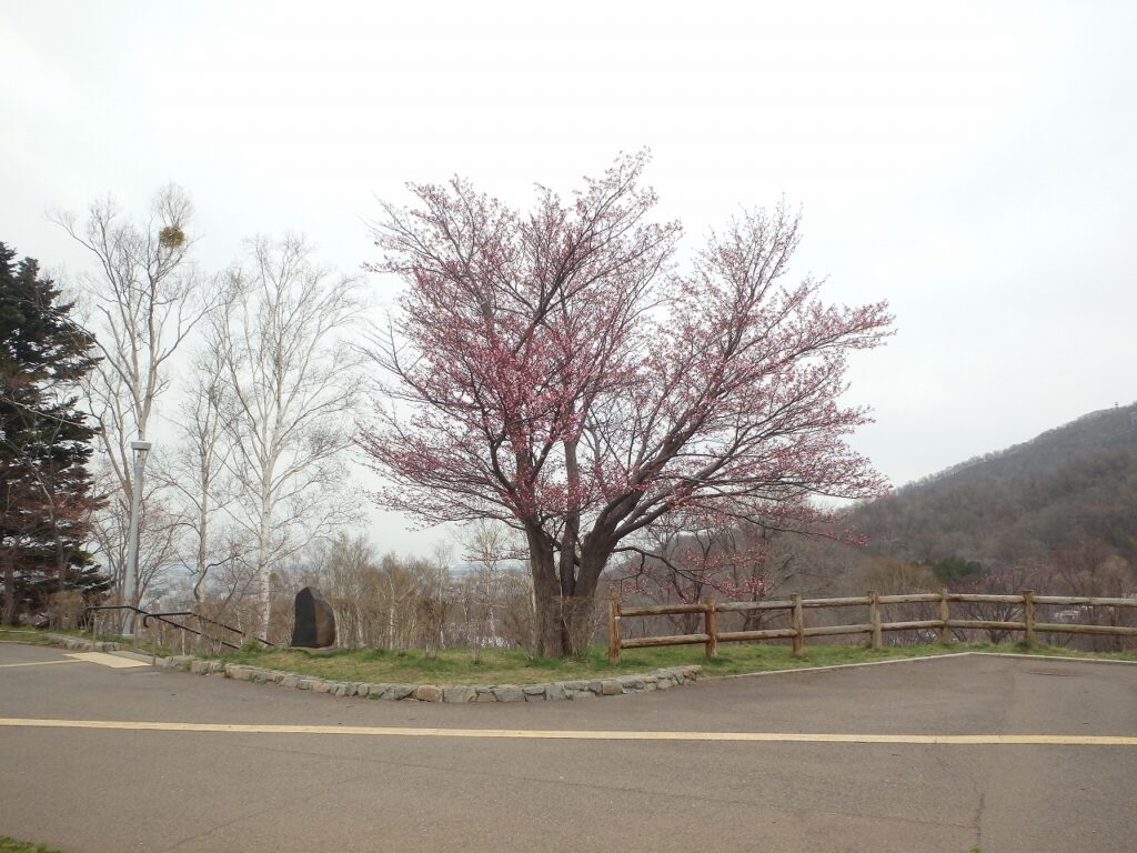 2023年4月20日サクラ開花状況 (4)